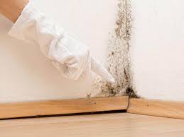 Why You Should Choose Our Mold Remediation Services in Franklin, PA